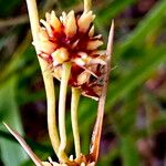 Lomandra longifolia Flor