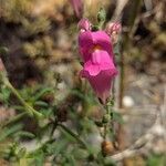 Antirrhinum australeBloem