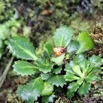 Saxifraga spathularis Leaf