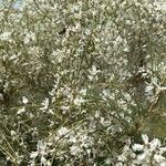 Retama raetam Fleur