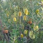 Banksia marginata Συνήθη χαρακτηριστικά