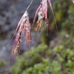 Tenaxia cumminsii Flor