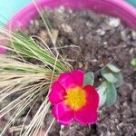 Portulaca oleraceaFloare