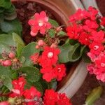 Kalanchoe crenataFlor