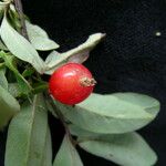 Lonicera angustifolia Fruit