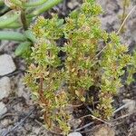 Crassula alata Celota