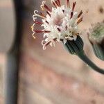 Senecio radicans Flor
