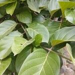 Nauclea latifolia Folio