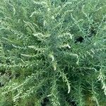 Artemisia vulgarisCvet