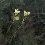 Biscutella laevigata Fleur