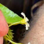 Nymphoides brevipedicellata Flower