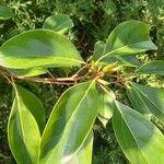 Cinnamomum camphora পাতা