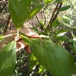 Guettarda uruguensis Leaf