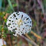 Pimelea linifoliaFlower