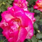 Rosa spp. Flower