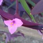 Tradescantia pallida Květ