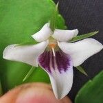 Viola stipularis Kukka