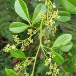 Zanthoxylum asiaticum Hostoa