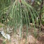 Casuarina cunninghamiana برگ