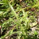 Crepis biennis Leaf