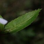 Bonnaya antipoda 葉