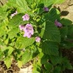 Clinopodium grandiflorum Blüte