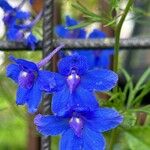 Delphinium grandiflorum Квітка