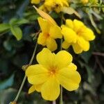 Jasminum mesnyi Flower