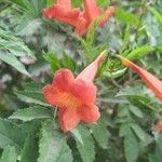 Tecoma fulva फूल