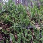 Lycopodium annotinum List