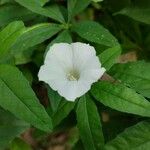 Merremia quinquefolia Fleur