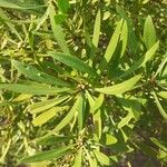 Globularia salicina Leaf