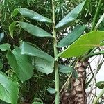 Hedychium gardnerianum Feuille