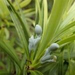 Podocarpus novae-caledoniae ফুল