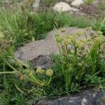 Epikeros pyrenaeus その他の提案