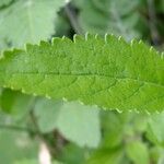 Veronica bachofenii Hoja
