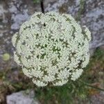 Daucus carotaFlor