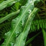 Campyloneurum angustifolium Yaprak