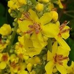 Verbascum lychnitis 花