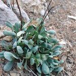 Jacobaea auricula Hoja