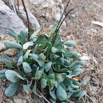 Jacobaea auricula Leaf