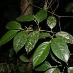 Piper urophyllum Diğer