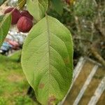 Malus sylvestris Blad