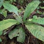 Psychotria konguensis Yeri