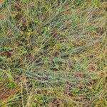 Juncus inflexus Leaf