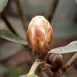 Rhododendron praevernum Ďalší