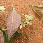 Sabicea calycina Hábito