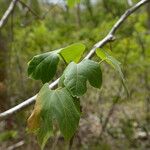 Gyrocarpus americanus Φύλλο