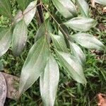 Cinnamomum burmanni Blad