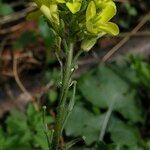 Sinapis pubescens Virág